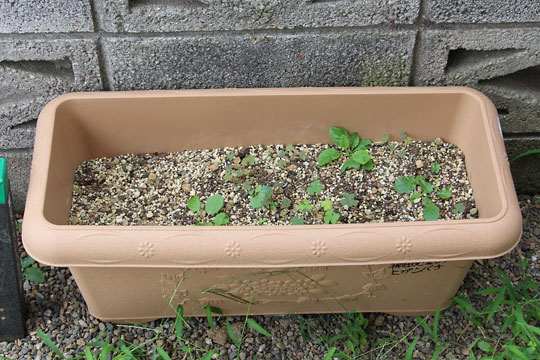 f:id:takahikonojima:20170831115640j:plain