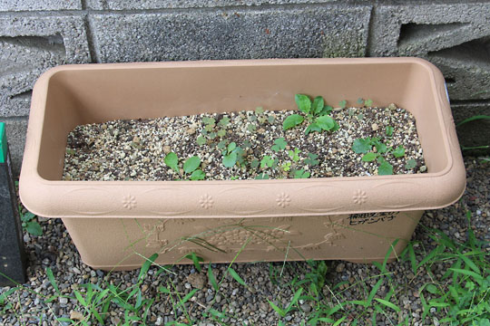 f:id:takahikonojima:20170831115653j:plain