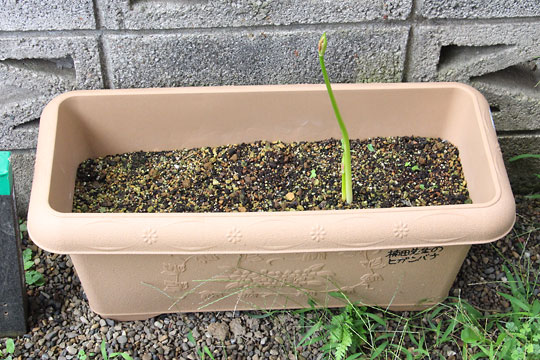 f:id:takahikonojima:20170914162318j:plain