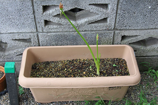 f:id:takahikonojima:20170916195325j:plain