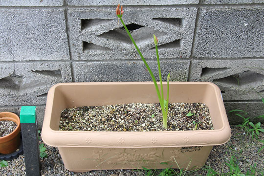 f:id:takahikonojima:20170916195339j:plain