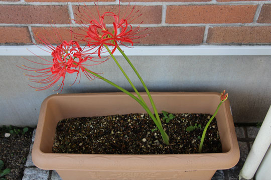 f:id:takahikonojima:20170921175407j:plain