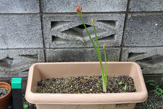 f:id:takahikonojima:20170921175451j:plain