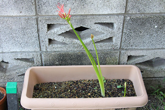 f:id:takahikonojima:20170921175514j:plain