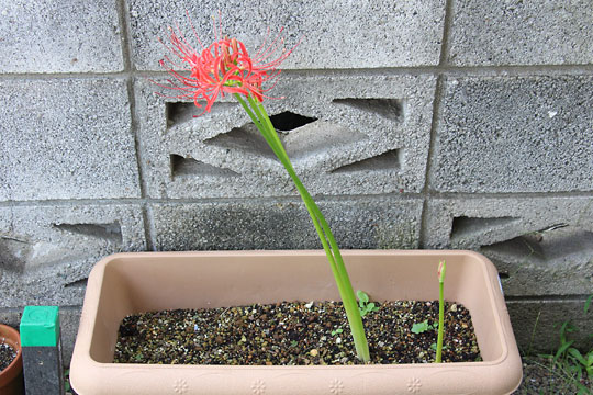 f:id:takahikonojima:20170921175532j:plain