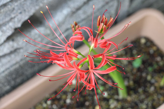 f:id:takahikonojima:20170921175559j:plain