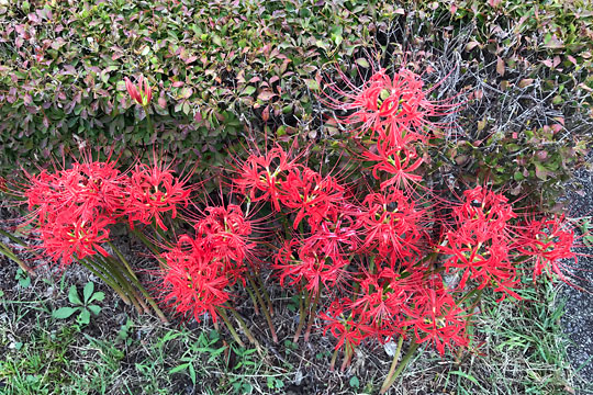 f:id:takahikonojima:20170921181517j:plain