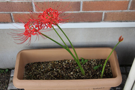 f:id:takahikonojima:20170923100933j:plain