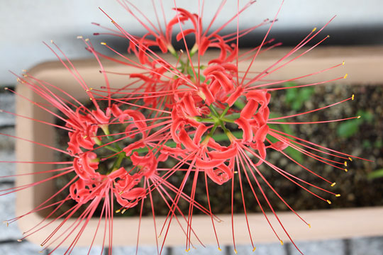 f:id:takahikonojima:20170923100942j:plain