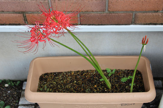 f:id:takahikonojima:20170923101004j:plain