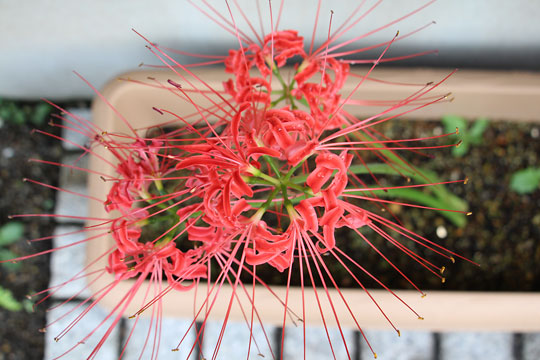 f:id:takahikonojima:20170923101012j:plain