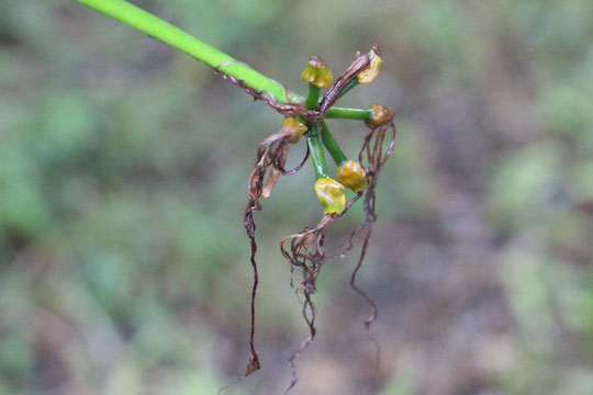 f:id:takahikonojima:20171022095445j:plain