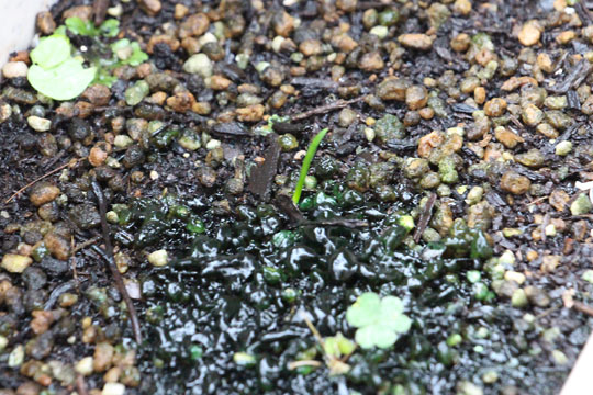 f:id:takahikonojima:20171022095544j:plain