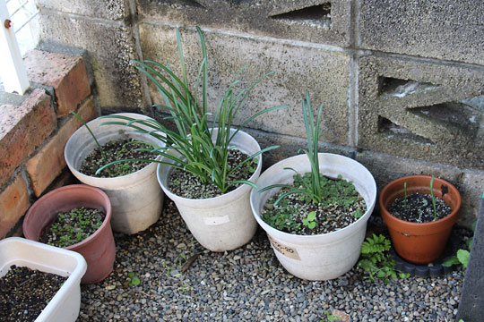 f:id:takahikonojima:20171102110058j:plain