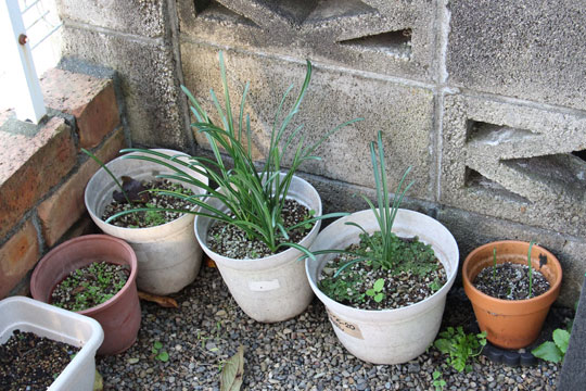 f:id:takahikonojima:20171102110159j:plain