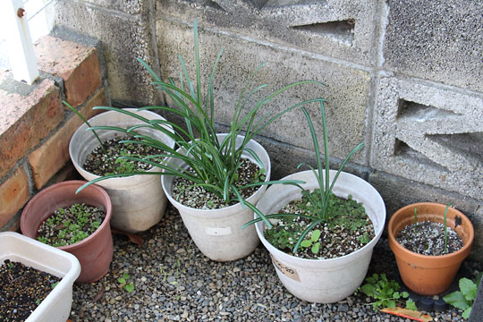 f:id:takahikonojima:20171110165629j:plain