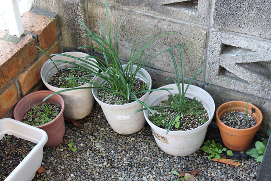 f:id:takahikonojima:20171110165641j:plain