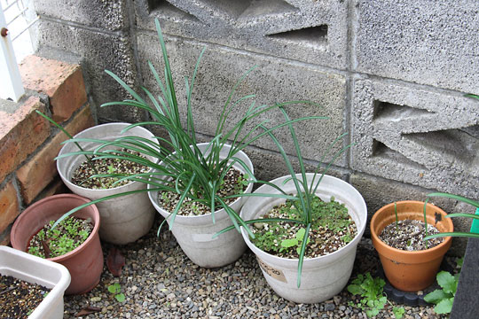 f:id:takahikonojima:20171118185053j:plain