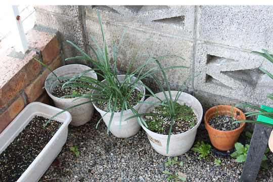 f:id:takahikonojima:20171125141453j:plain f:id:takahikonojima:20171125141453j:plain