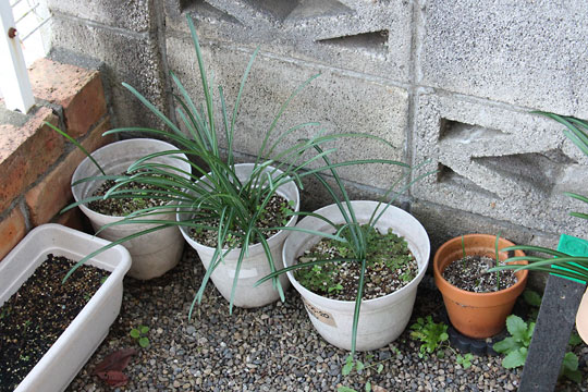 f:id:takahikonojima:20171203102244j:plain