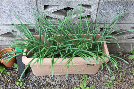 f:id:takahikonojima:20171203102324j:plain