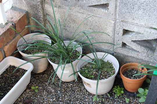 f:id:takahikonojima:20171203102334j:plain