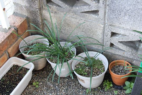 f:id:takahikonojima:20171209104242j:plain