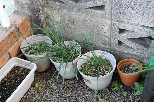 f:id:takahikonojima:20171209104318j:plain