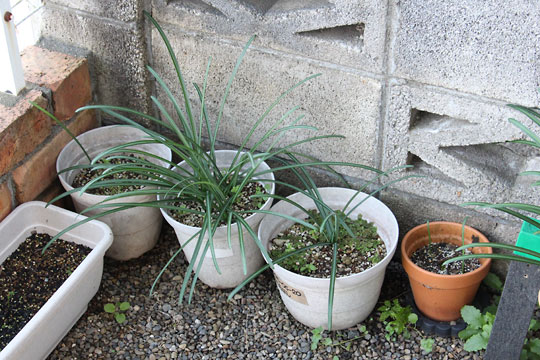 f:id:takahikonojima:20171217200046j:plain