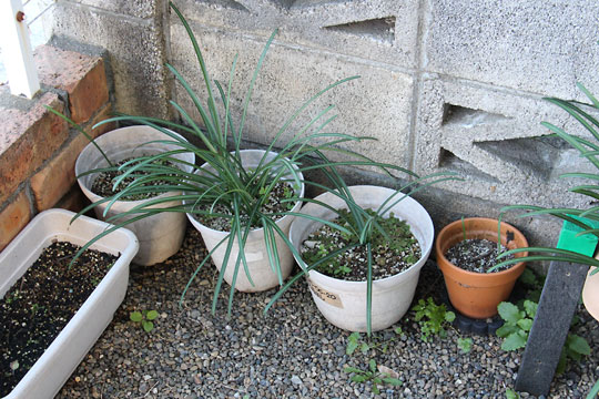 f:id:takahikonojima:20171217200125j:plain