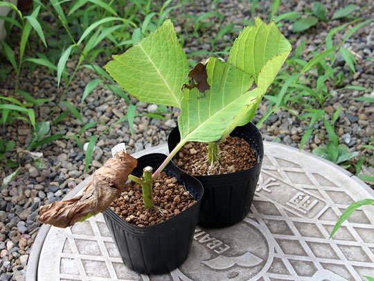 f:id:takahikonojima:20171219142437j:plain f:id:takahikonojima:20171219142437j:plain