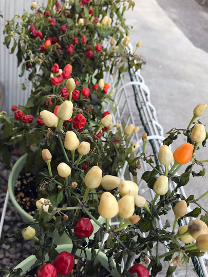 f:id:takahikonojima:20171220145309j:plain