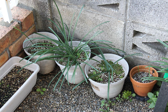 f:id:takahikonojima:20171225145015j:plain