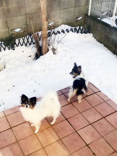 f:id:takahikonojima:20180123191027j:plain f:id:takahikonojima:20180123191027j:plain