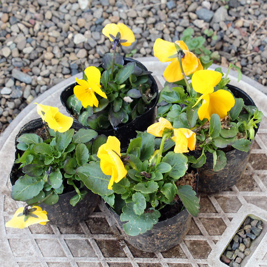 f:id:takahikonojima:20180130142432j:plain f:id:takahikonojima:20180130142432j:plain