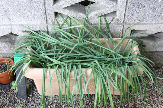 f:id:takahikonojima:20180203181332j:plain