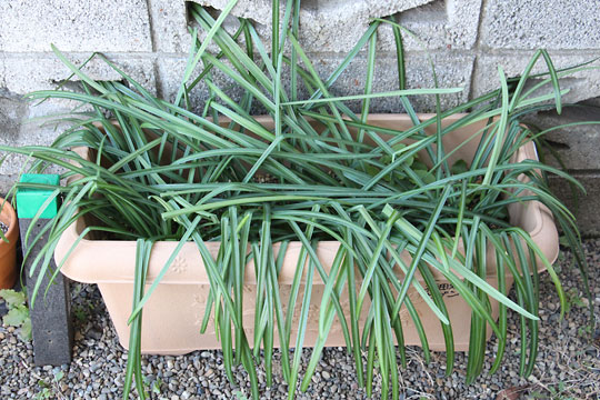 f:id:takahikonojima:20180213131244j:plain