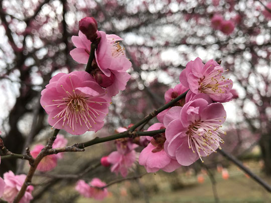 f:id:takahikonojima:20180305173323j:plain