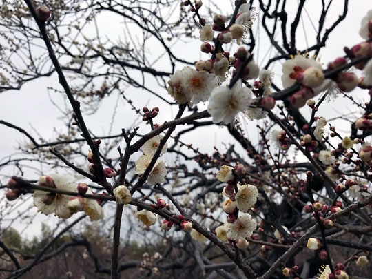 f:id:takahikonojima:20180305173339j:plain