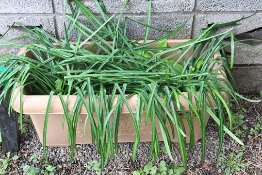 f:id:takahikonojima:20180310092311j:plain