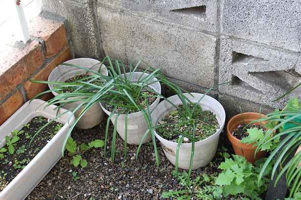 f:id:takahikonojima:20180407092720j:plain