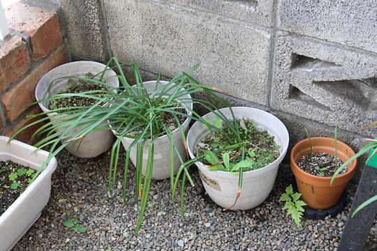 f:id:takahikonojima:20180503114702j:plain