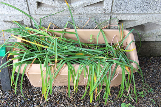 f:id:takahikonojima:20180503114757j:plain