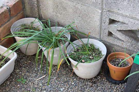 f:id:takahikonojima:20180505091257j:plain