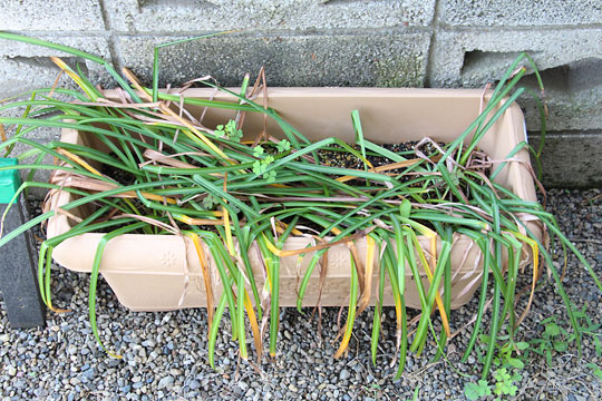 f:id:takahikonojima:20180512121146j:plain