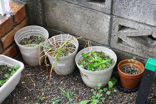 f:id:takahikonojima:20180617155907j:plain