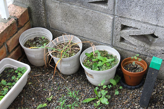 f:id:takahikonojima:20180617155939j:plain