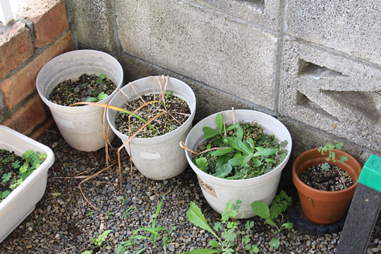 f:id:takahikonojima:20180624101706j:plain