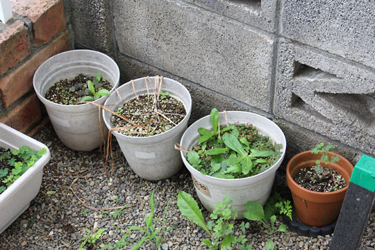 f:id:takahikonojima:20180624103430j:plain