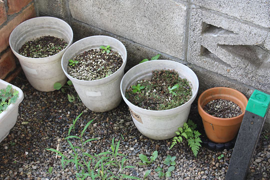 f:id:takahikonojima:20180715080306j:plain